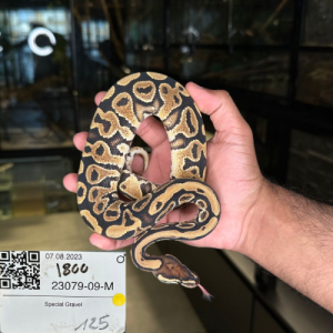 Special Gravel Male Ball Python